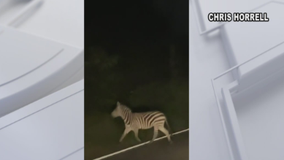 Another zebra sighting reported in Prince George's County
