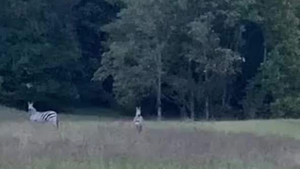 Zebra that escaped from farm in Prince George's County confirmed dead; 2 remain loose