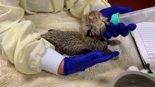 Smithsonian staff hand raising abandoned cheetah cub