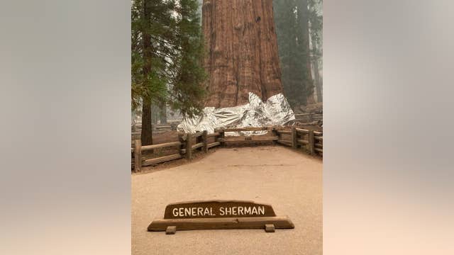 Fire crews wrap California's giant sequoias in aluminum to protect from flames