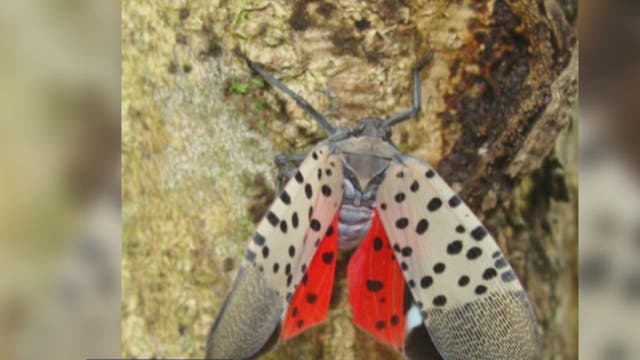 Spotted lanternfly has Virginia vineyards, farmers concerned