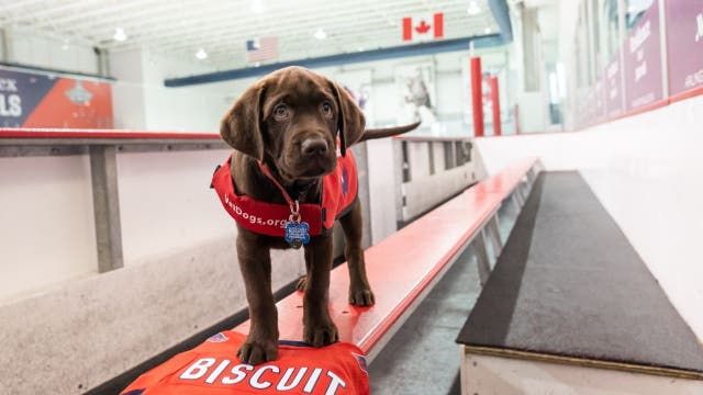 Washington Capitals introduce new team dog Biscuit