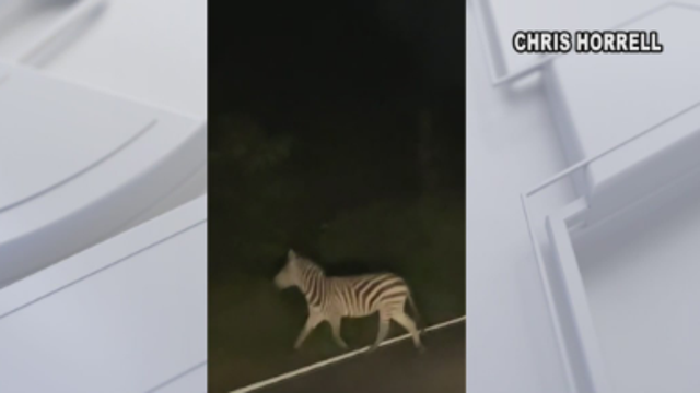 Organization formed to help catch zebras loose in Prince George's County asked to stand down