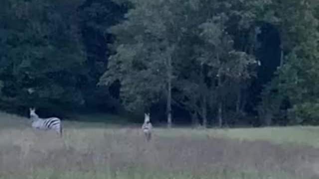 Two zebras on the loose for months in Prince George's County returned to herd