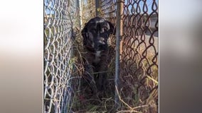 Terrified dog rescued after trapped between fences along I-395 in Arlington County