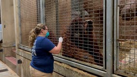 National Zoo vaccinating some primates; lions and tigers still recovering from COVID-19