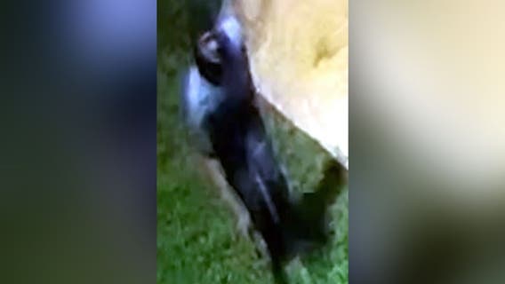 New video shows alleged gunman who shot and killed DC special officer, police say