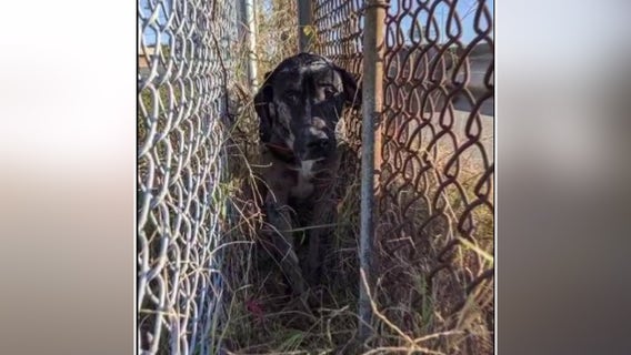 Terrified dog rescued after trapped between fences along I-395 in Arlington County