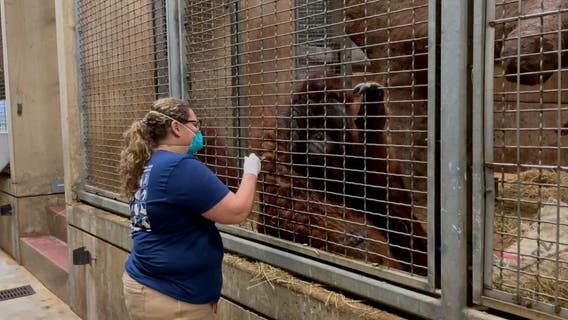 National Zoo vaccinating some primates; lions and tigers still recovering from COVID-19