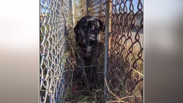 Terrified dog rescued after trapped between fences along I-395 in Arlington County