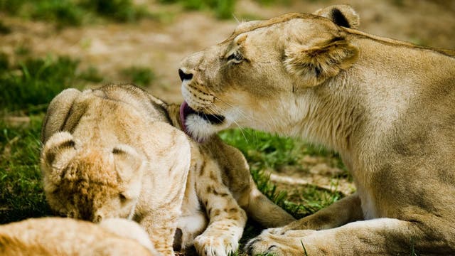 National Zoo lions, tigers who tested positive for COVID-19 ‘showing improvement’