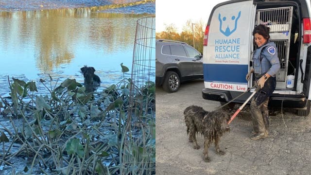 Dog rescued from waist-deep mud near DC's Kingman Island bike trail
