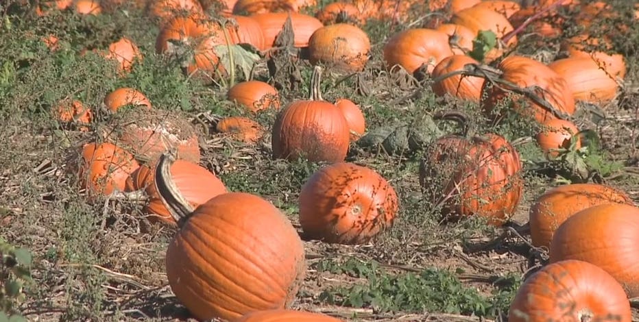 The best places to pick pumpkins in DC, Maryland, Virginia