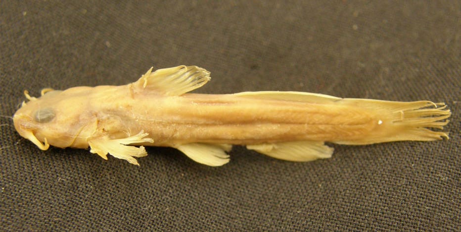 邦楽 back number then fish Rare fish, last spotted in Ohio creek in 1957, declared extinct