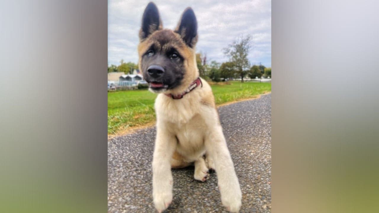 Prince George S County Puppy Named Queen Stolen At Gunpoint FOX 5 DC   Untitled Design 2021 11 10T152434.813 