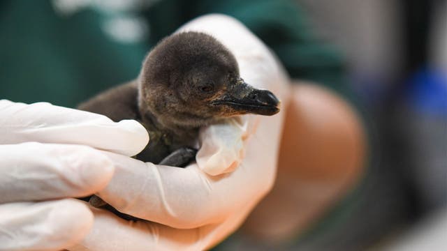 Maryland Zoo welcomes 3 brand-new penguin chicks