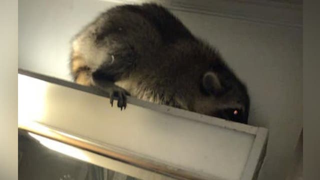 Stafford County burglary investigation leads to another kind of masked menace