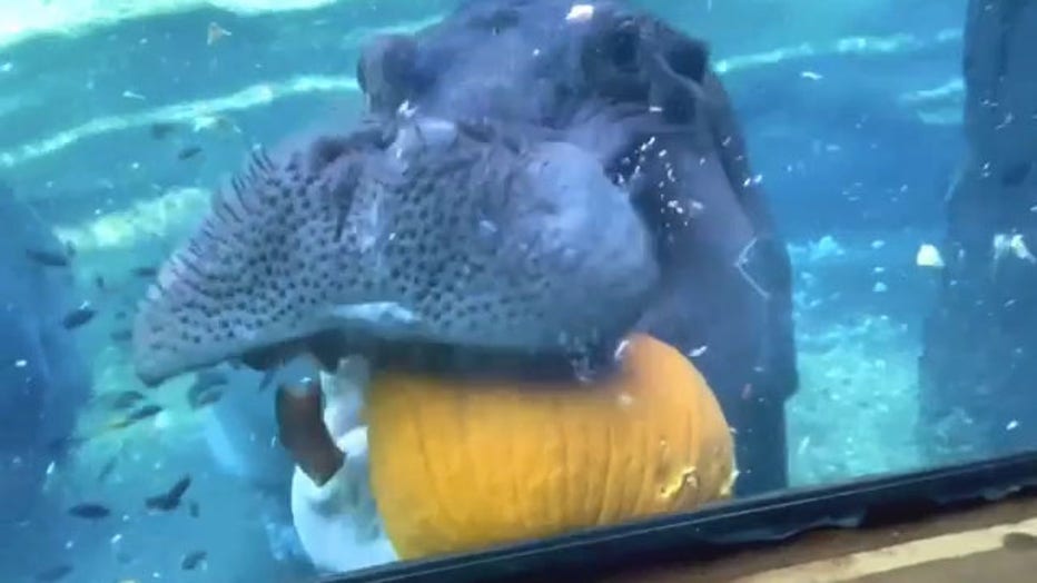timothy the hippo