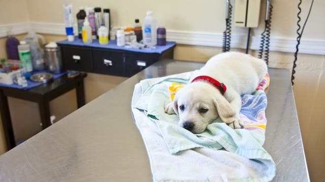 Pet owners experiencing long wait times at veterinary offices across DMV
