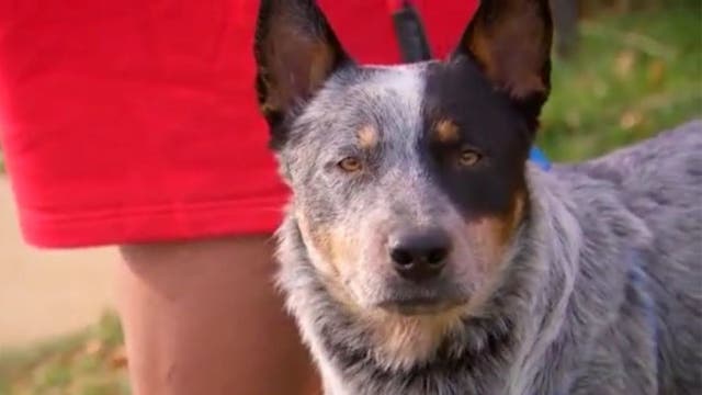 Veteran thanks firefighters who rescued 4 dogs from Loudoun County house fire