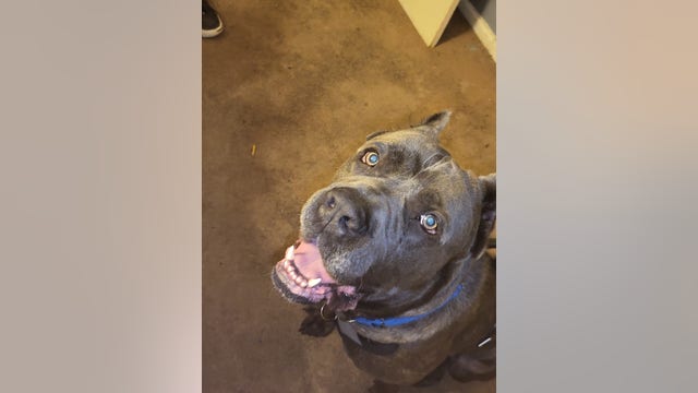 Lost dog returned to Fort Washington woman over 500 days later