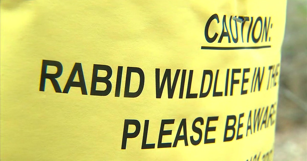 Raccoon found in Charles County tests positive for rabies