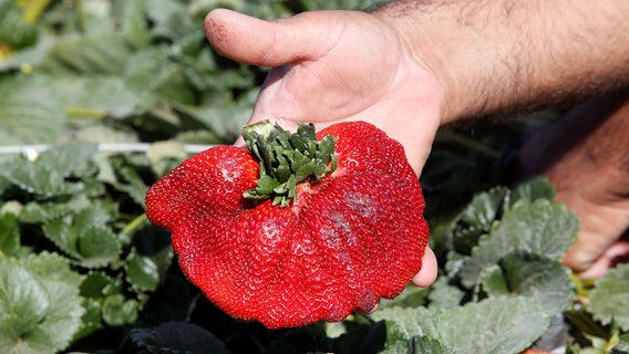World's heaviest strawberry officially gets title from Guinness