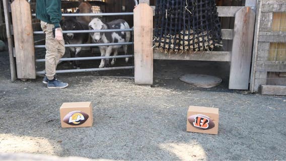 Maryland Zoo donkeys make Super Bowl LVI picks