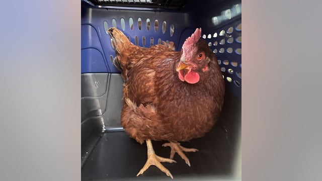 Chicken found roaming near Pentagon