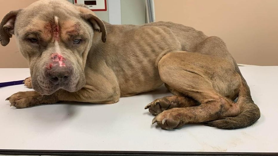 Stafford community raises money for 2 dogs rescued from brutal animal cruelty Stafford community raises money for 2 dogs rescued from brutal animal cruelty