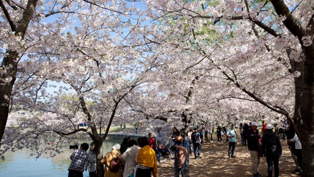 Everything to Know for Washington DC Cherry Blossom Season - InsideHook