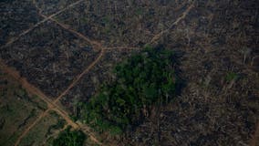 Nearly 80% of Amazon rainforest shows signs of loss, study finds