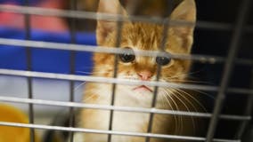 New animal abuse bill in Maryland would boost penalties