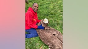 Injured eagle rescued by Prince George's County couple