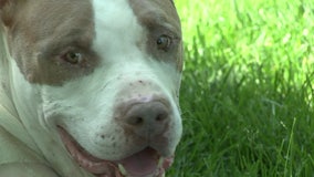 Pit bull injured after shot, left for dead in Manassas Park now up for adoption