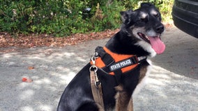Shelter dog turned K-9 hero inspires Netflix movie