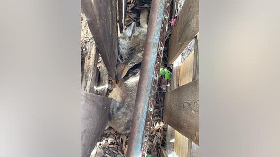 Wild coyote rescued in Arlington