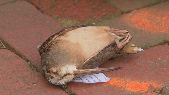 Bill aims to curb bird deaths in DC
