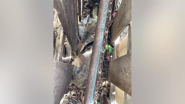 Wild coyote rescued in Arlington