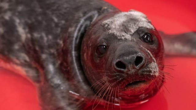 Grey seal pup rescued by National Aquarium from Assateague Island