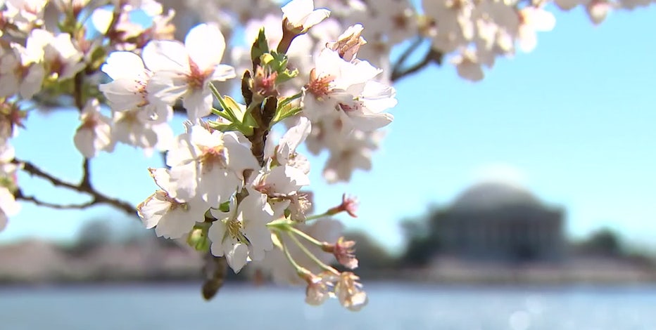 DC Cherry Blossoms: 2022 peak bloom date predictions revealed