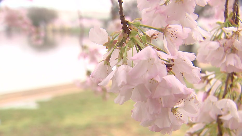 Cherry Blossoms