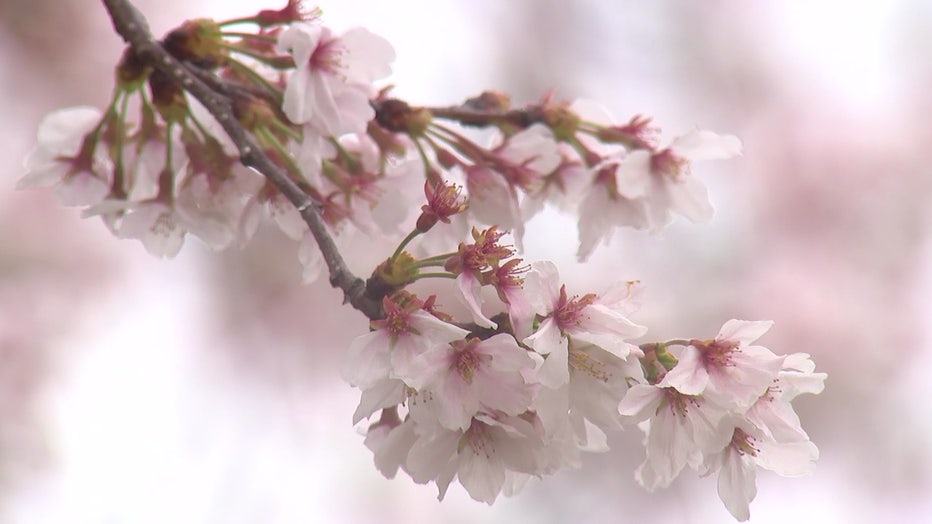 Cherry Blossoms