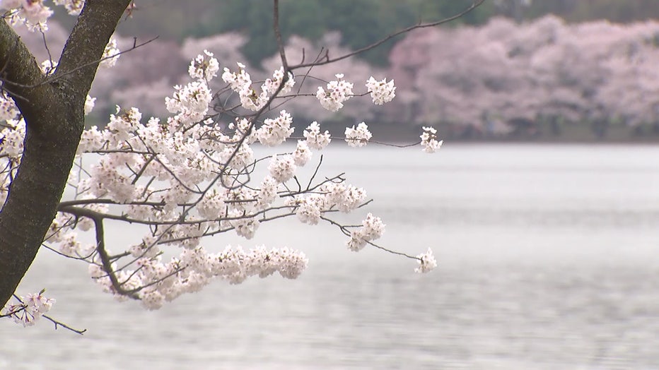 Cherry Blossoms