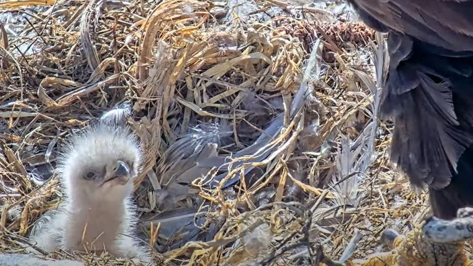 VIDEO: First eaglet hatches at Dulles Greenway Wetlands nest