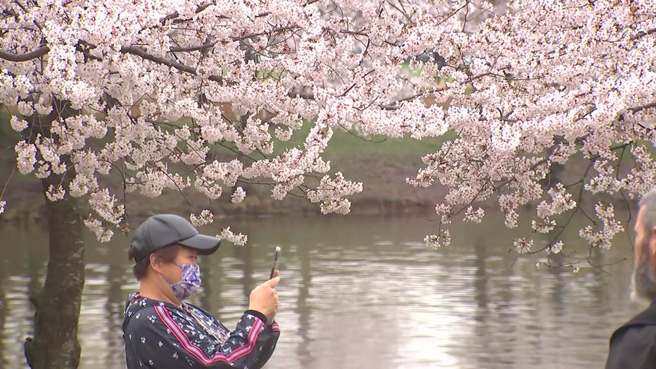 Cherry Blossoms