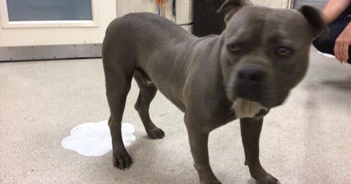 Dog attack: 3-year-old girl gets 180 stitches after suffering bite ...
