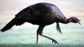 Wild turkey blamed for attacks on Anacostia hikers