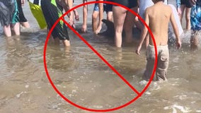 Dolphin dies after reportedly being harassed by Texas beachgoers