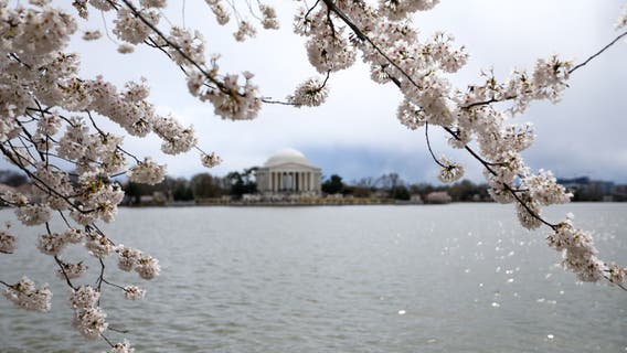 Upgrades to Tidal Basin coming soon